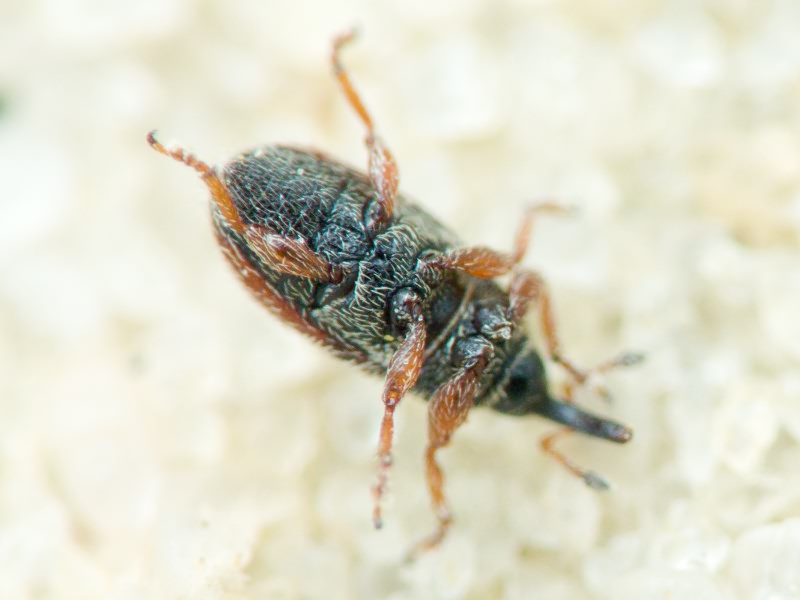 Mecinus pascuorum (Gyllenhal, 1813)